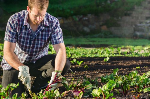 A gardener kneeling on the soil in a landscaped garden, tending to a bed of lush green leafy vegetables, possibly beets, with a background of other cultivated rows and a slightly blurred natural outdoor setting. The gardener is wearing a checkered shirt, gloves, and dark trousers, and appears to be carefully harvesting or inspecting the plants. The garden area features well-maintained soil with visible texture, surrounded by a mix of cultivated beds and natural greenery, indicative of professional gardening services in Camden. The scene is illuminated by natural daylight, emphasizing the vibrant green colours of the plants and the garden environment, reflecting a healthy, productive outdoor space suitable for lawn and garden maintenance within a residential or community garden setting.